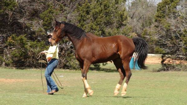 Follow Your Dreams - take your riding to the next level with the Finesse Training Sequence by Linda Parelli