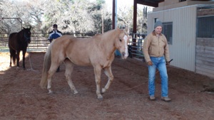 Christi Rains' Liberty and Horseanality Clinic